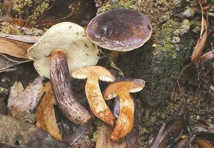 发病2例，死亡2例，广东省公布3月突发公共卫生事件信息